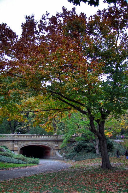 Fall colours in Central Park