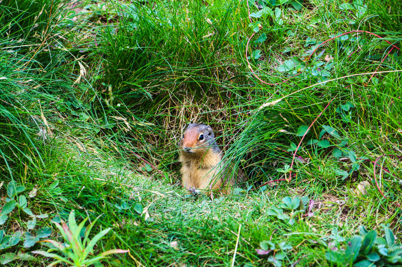 Ground Squirrel at Mt. Norquay