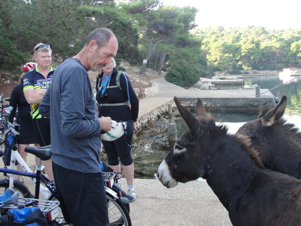 Donkeys saying good-bye as we head out to ride from Telascica Nature Park