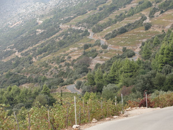 The winding, narrow road along the slopes of vineyards
