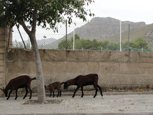 Wild goats in the town