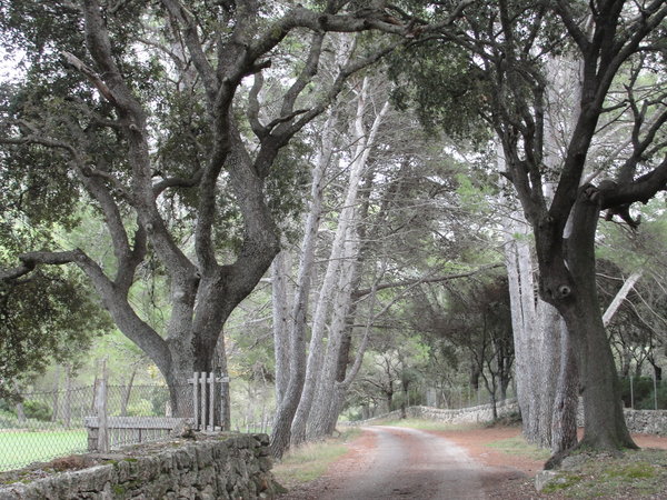 Ancient trees lining the narrow lane on the way to our villa