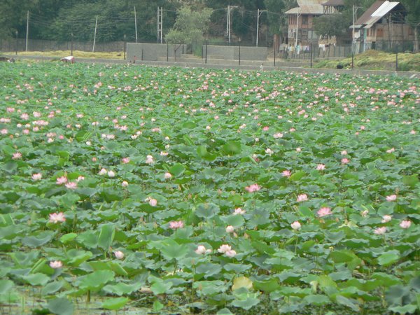 Lotus farming