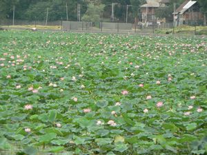 golden lotus farming 5.4.8