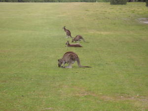 Kangaroo Golf 