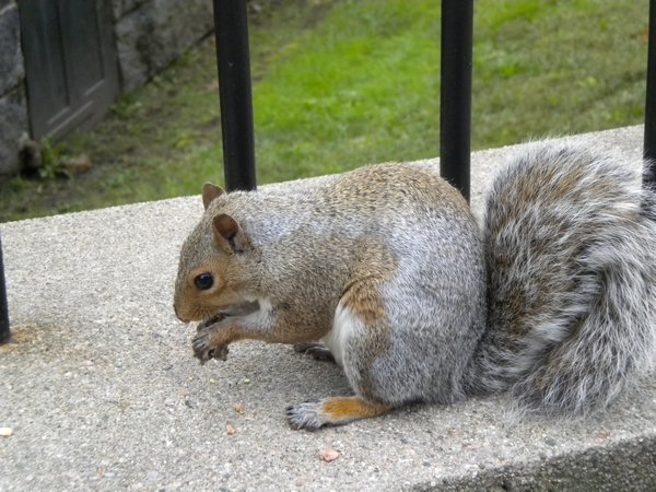 cute squirrel! 