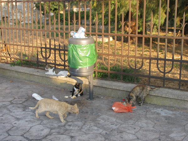 Cats ın Turkey/Katzen ın dıe Tuerkeı