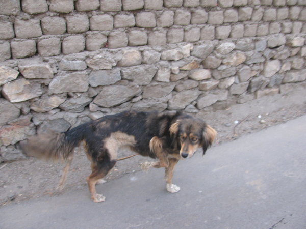 Dog with broken leg and two tails