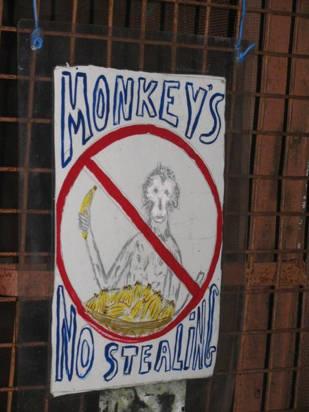 Monkeys - NO STEALING! Cant you read!