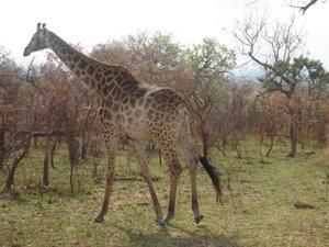 Giraffe in Krueger