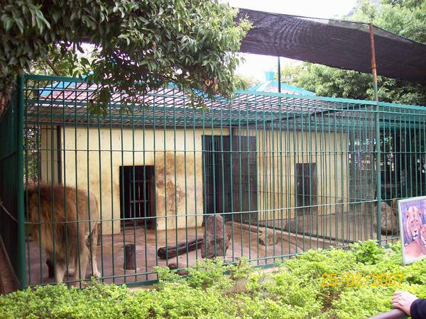 one half of this cage is for a lion, the other is for a tiger