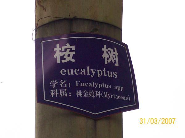 Eucaluptus in the middle of the jungle in China