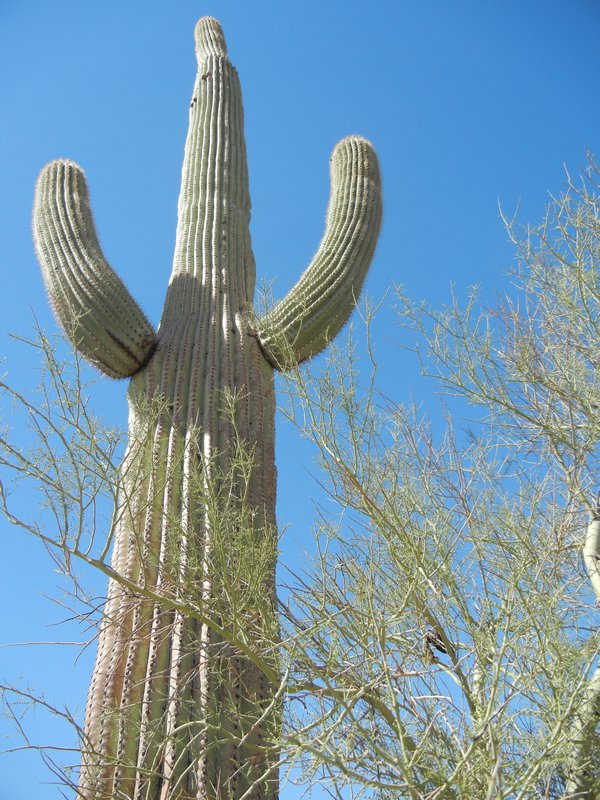 Saguara Cactus