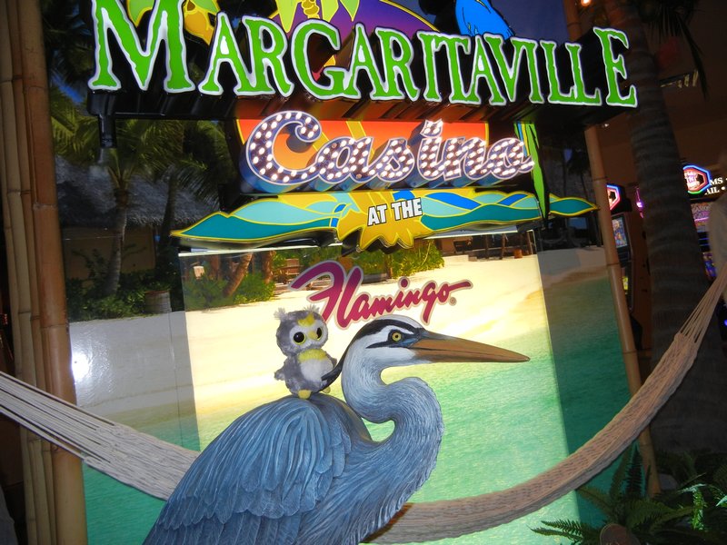 Baby Owl at Margaritaville
