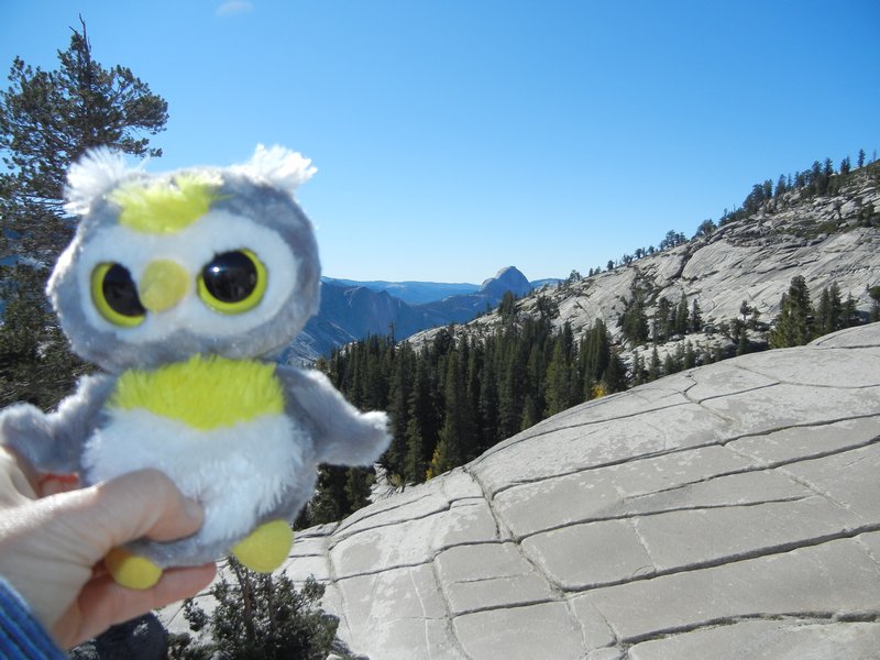 Baby Owl and Half Dome
