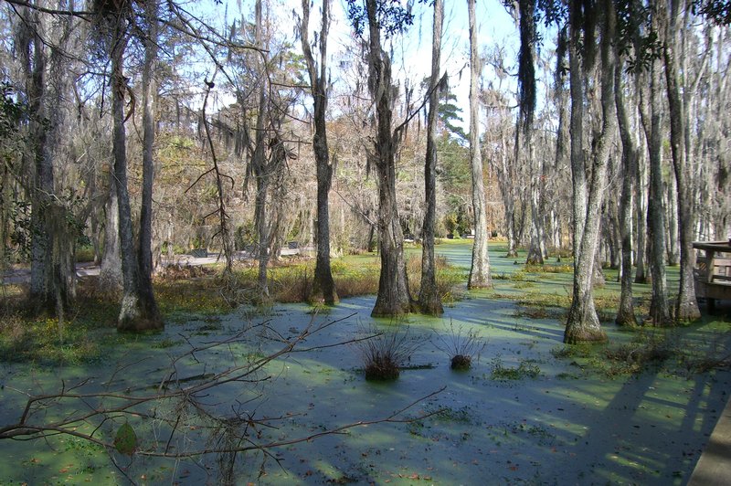 Swamps at Magnolia Plantation, Charleston, SC