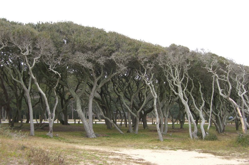 Windswept Trees at Kure Beach, NC
