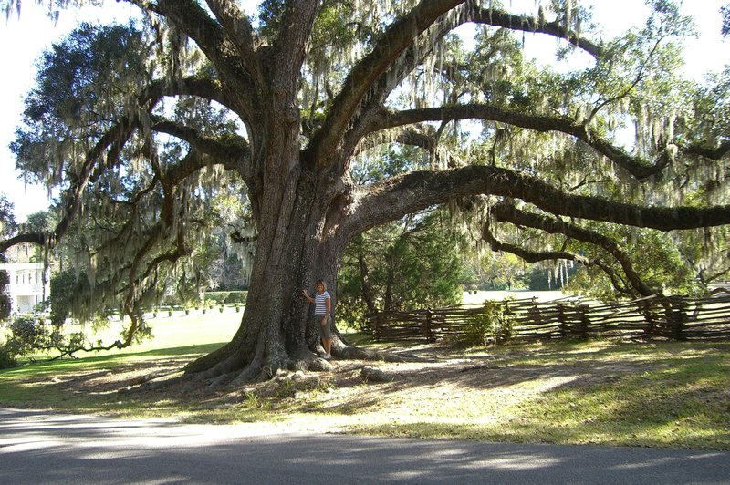Scarlet Oak Tree, Magnolia Plantation, Charleston, SC