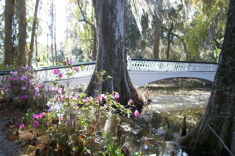 More Roses & Bridges, Magnolia Plantation, SC