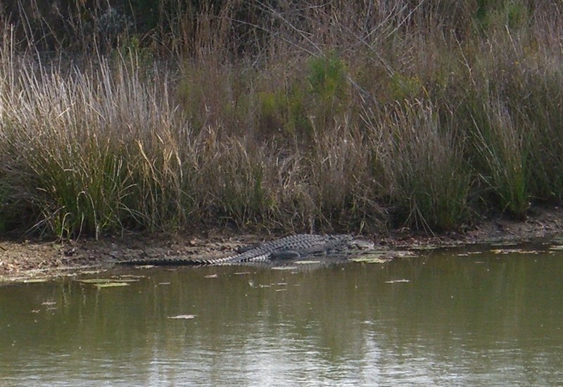 Alligator on the golf course - yikes!