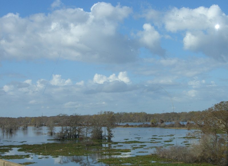 Louisana swamp