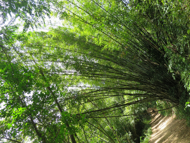 Towering bamboo