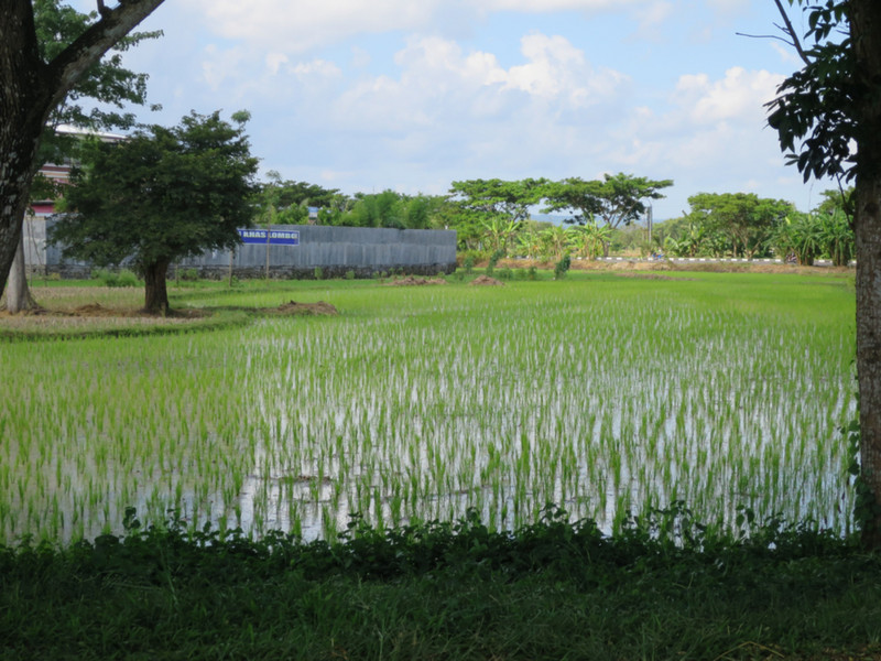Rice Paddie fields around our hotel near the airport