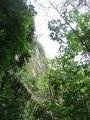 Jungle clad pathway