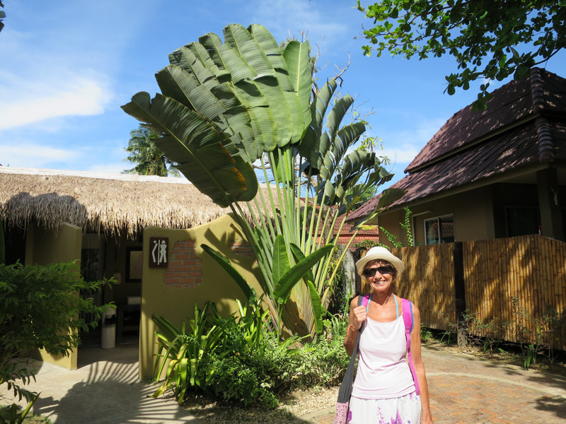 Huge plants in the gardens at Mad Bull Bar