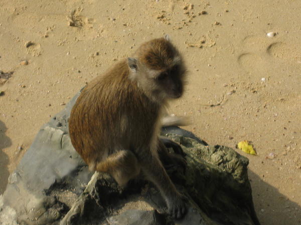 Monkey on the beach