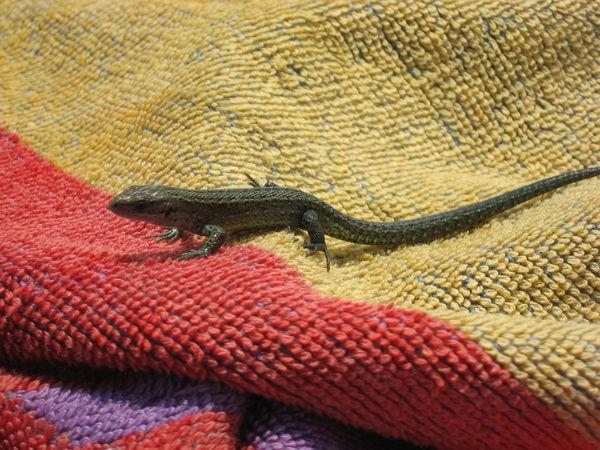 It's even warm enough for lizards Today