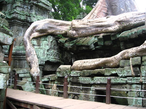  Huge Roots at Ta Prohm