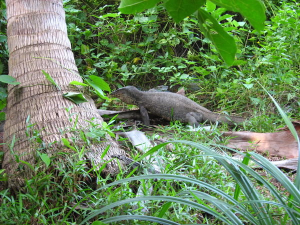 Monitor Lizard Seen Near Our Huts at Symphony