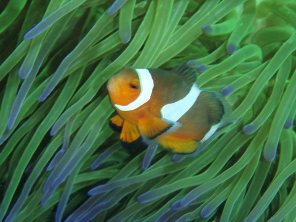 looking for (and Finding!) Nimo (clownfish)