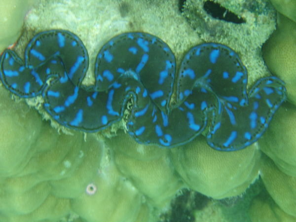 Blue Lipped Clam