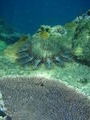 Crown of Thorns Starfish near Table coral
