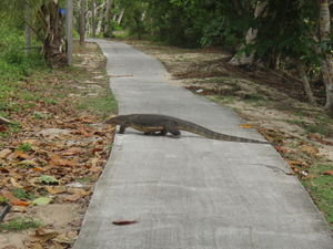 Huge Lizard Roamed the Island Freely