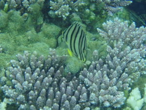 Striped Butterfly Fish
