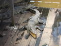 Crocodile Farm in the Restaurant