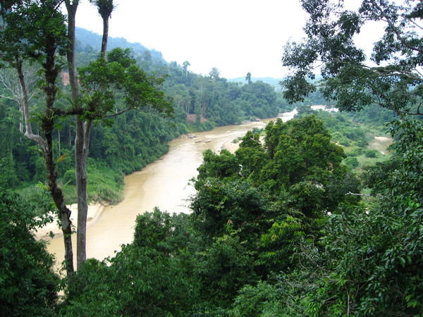 View From High up on the Canopy Walkway