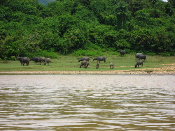 Water Buffalo at the Side of the River