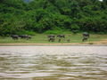 Water Buffalo at the Side of the River