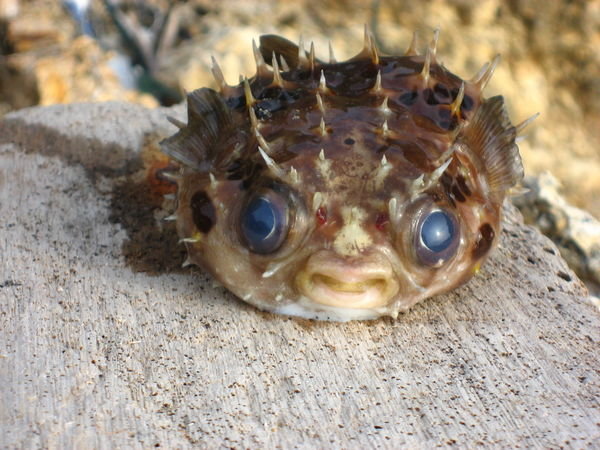 Poor Puffer Fish We Found Floating on the Water
