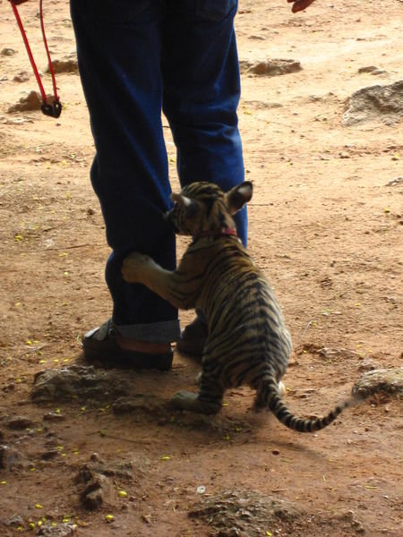 Playful Baby Tiger