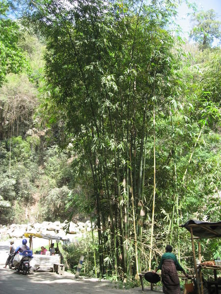 Huge Bamboo Growing at the Side of the Road