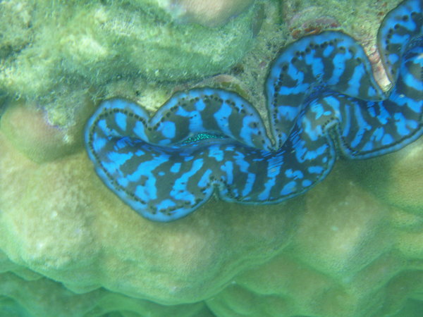 Blue Lipped Clam