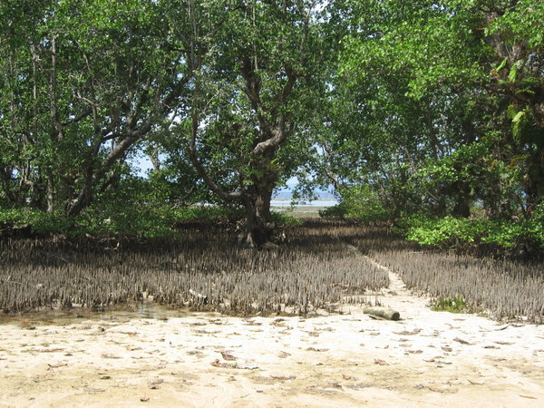 Mangroves at Low Tide.