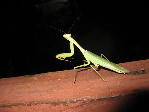 Praying Mantis Comes to Visit