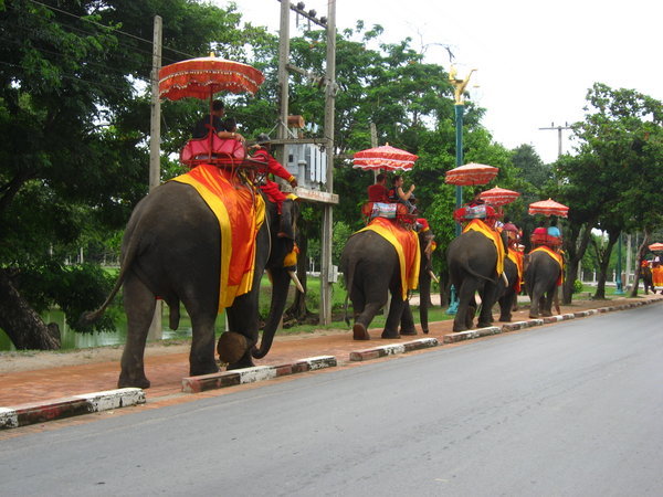 Line of Elephants