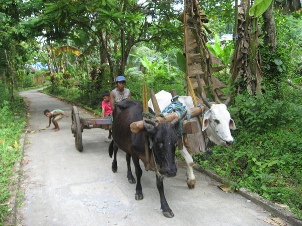 Oxen Cart Making it's Way to the Village